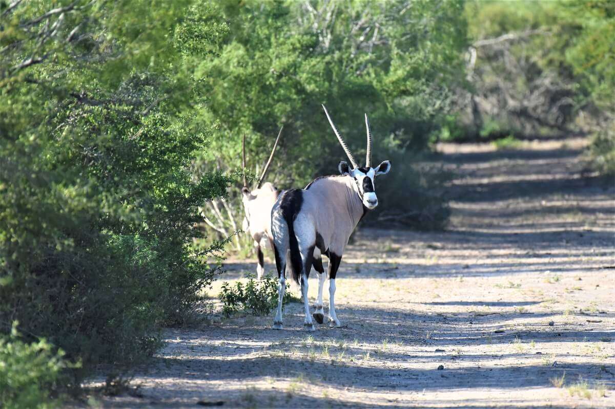 Gemsbok