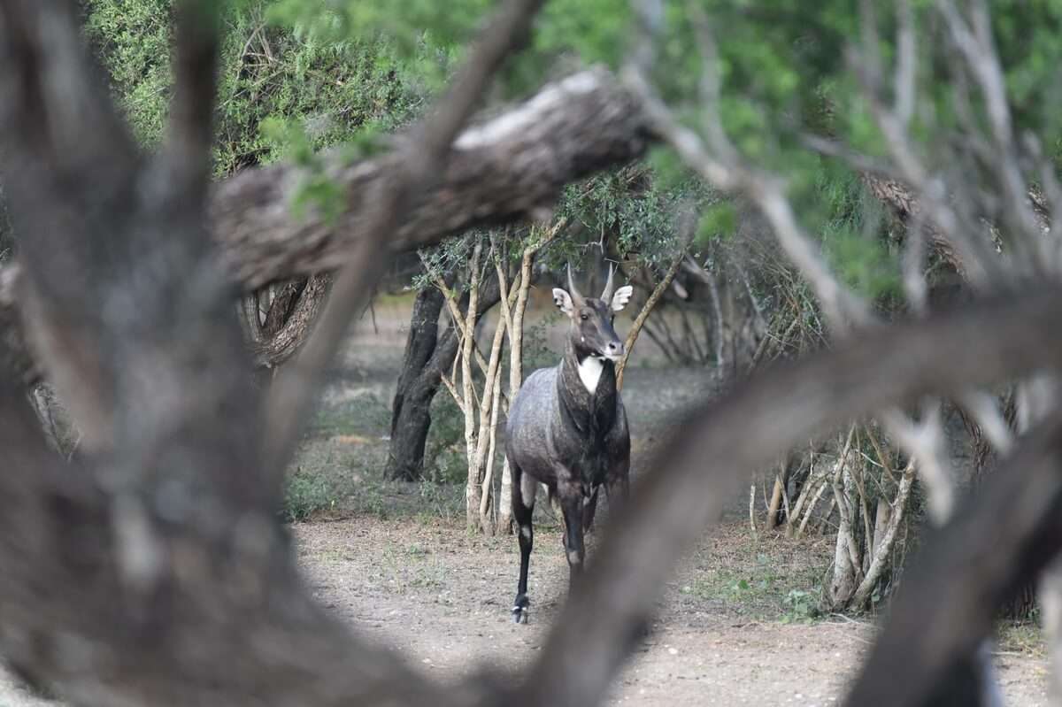 Nilgai 